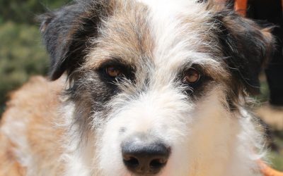 Pacholas – Adoptiert