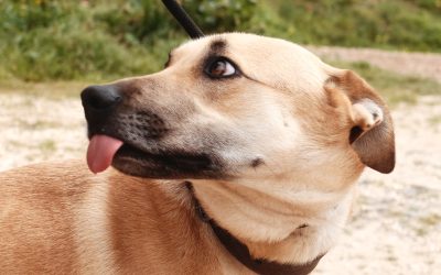 Cristal – Adopted
