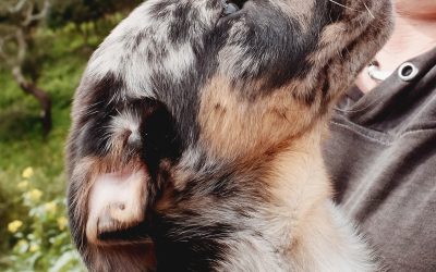 Pequeno – Adopted
