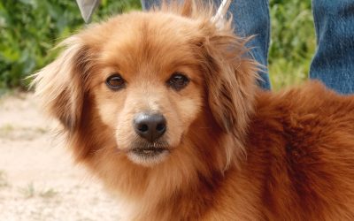 Tedy – Adopted