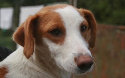 Kikah – Adopted